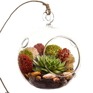 Bliss Gardens Succulent Terrarium Kit